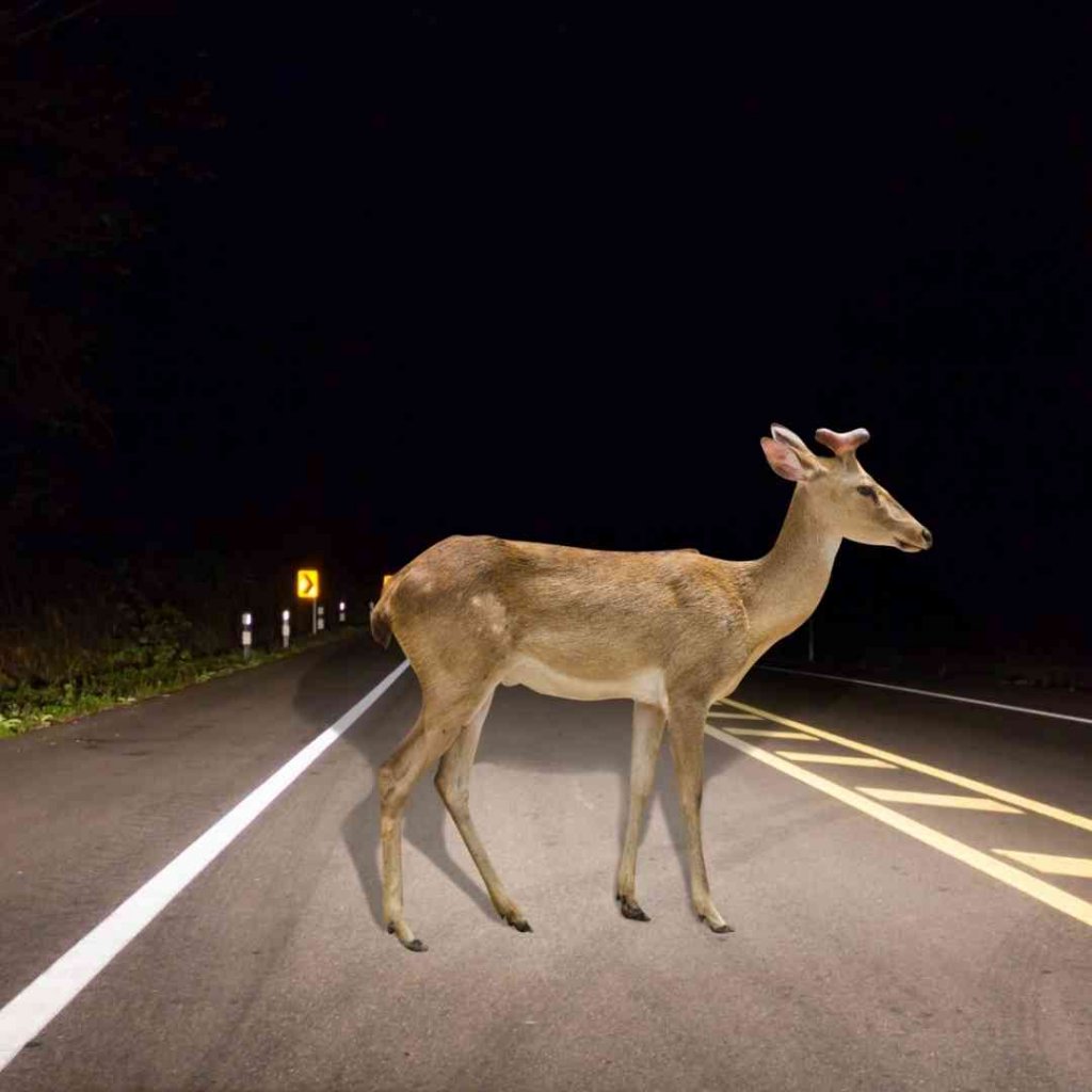 How To Avoid Hitting Animals While Driving